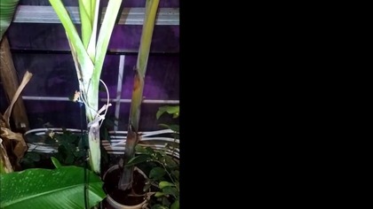 Odc 404- Banan Musa x paradisiaca - Musa yunnanensis.  Krótki film.