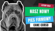 MAMY PSA BESTIĘ! OD DZIŚ TU RZĄDZI CANE CORSO