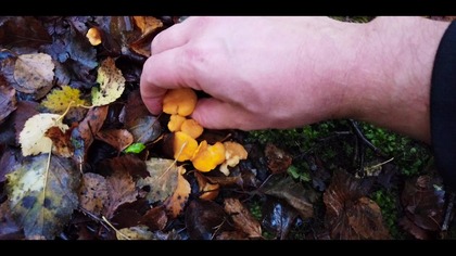 GRZYBOBRANIE NA WYSPACH - TU GOBER