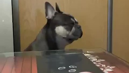 Jest tu jakieś śniadanko !?