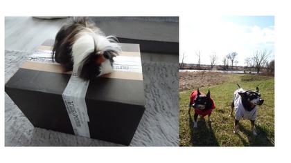 Unboxing paczki na Zajączka dla świnek morskich i żółwia 