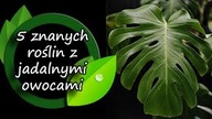 Tego nie wiedziałeś! 5 znanych roślin, które mają jadalne owoce.