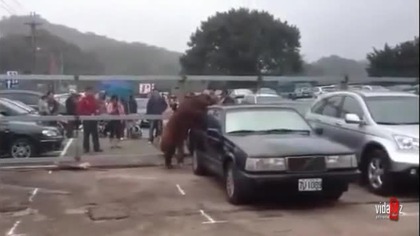 Miłośnik Volvo