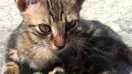 Nisyros - Mandraki - Vulcan STEFANOS - Niki and cats