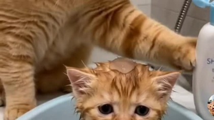 shower car #fun #Animal #Cat #true #trueman #love #śmieszne