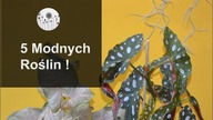 5 modnych, ciekawych roślin domowych. Jaką roślinę kupić? cz.1
