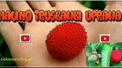 85 Malino truskawki. Cz. 1 pielęgnacja, uprawa, zimowanie, przycinanie, podlewanie