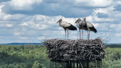 Małe bociany u Stanisława Bigaja uczą się latać
