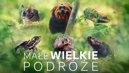Małe wielkie podróże - program online