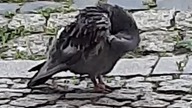 Cute pidgeon #columbaliviadomestica