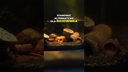 Akwarium Bojowniki vs Małe Ryby  Co Wybrać