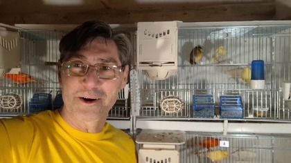 Gniazda cesarskie * Kanarki i Super Ciamajda * 20. 03. 2026 #canary