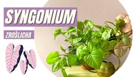 SYNGONIUM - zroślicha ! Jak dbać, podlewać, nawozić.   DLACZEGO ŻÓŁKNIE ?