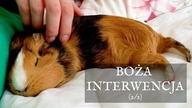 Poznań cz.  2 | Jezusowy Warunek Duchowego Wzrostu (2/2) 06/2017