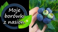 Jak owocują moje borówki z nasion.