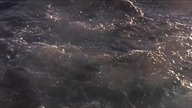 Atak rekin&oacute;w / Shark Attack (1999) [Lektor PL]