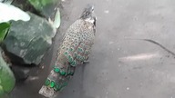 Malay Peacock-Pheasant (Polyplectron malacense) 02