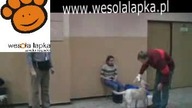 Czesanie jak przyzwyczaić psa do czesania? Część 1