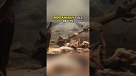 Nowi mieszkańcy!  Akarki wiśniowe i skrytne Adokety