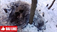 Zrzuty 2019, Zamiast Tego Rozerwany Jak Bomba Dzik, Co Się Dzieje?