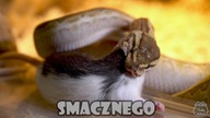 Aktualizacja moich węży! Python regius i Lampropeltis floridana