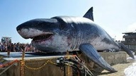 MEGALODON wziąć ŻYJE! Te dowody to POTWIERDZAJĄ...