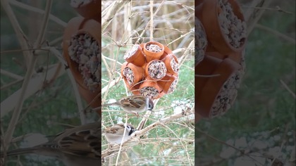 Ptaki nie mogą się oprzeć temu karnikowi z kanału @diy_art_ideas #shorts #diy #karmnik #birdfeeder