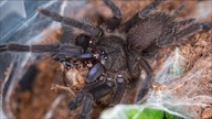 Nowe domki dla 2X Chilobrachys sp electric blue! Urosły TE BESTIE