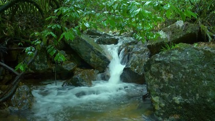 4H Forest Stream & Birdsong &bull; Cool Green Woodland Ambience for Focus & Calm Mind