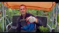 Odc-697-#Banan kontra #papugi ? wielkie #pałczychy,poczwórny #kwiat i #kolokazji itd.