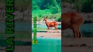 Bambi deer - Vistula River #kajak #rzekawisła #wisła #shorts #Deer #Bambi