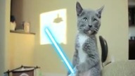 Koty Jedi