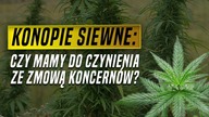Konopie siewne: czym są, czy pomagają, czemu Polacy z nich nie korzystaja?