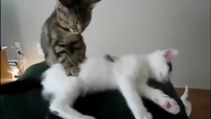 Funny Cats Compilation 2015