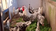 Kury w kropki i zielona kolacja # black polka dots chickens