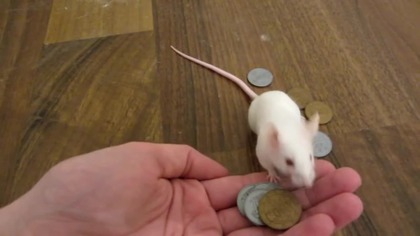 Mysz kupuje jedzenie