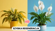 Dlaczego SKRZYDŁOKWIAT Marnieje? Jak Uratować, Zregenerować Skrzydłokwiat