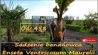 Odc. 458-Najgrubszy bananowiec w ogrodzie a może i w Polsce. Sadzenie Ensete Ventricosum Maurelii.