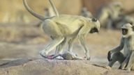 Podrzucona animatroniczna małpa wywołuje nieoczekiwaną reakcję u Langurów