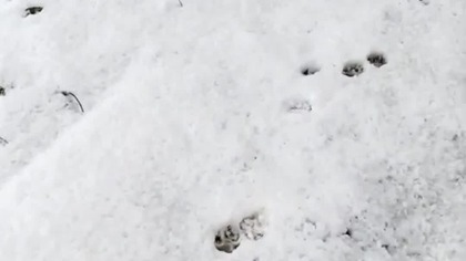 Poranny śnieżny spacer po lesie! Rubik Sarmata w zimie! Okolice Koszalina! Q&A z lasu, pogadanka!