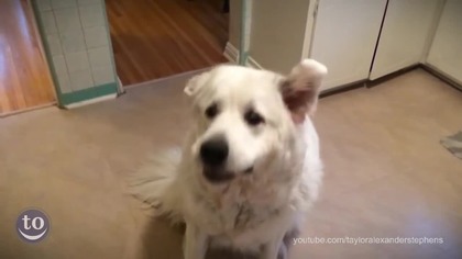  Dog  Fails