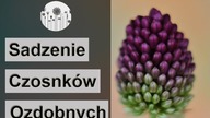 Czosnki ozdobne.  Jak i kiedy posadzić czosnki ozdobne w ogrodzie.