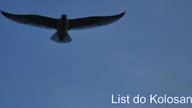 List do Kolosan