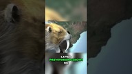 Tajemnice skutecznej zasadzki Smilodona
