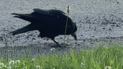 Jaki kraj takie kury 