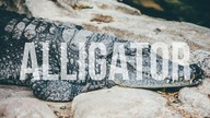Wskaźnik Alligator | #87 Kurs Analizy Technicznej