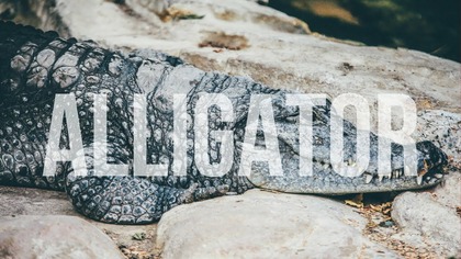 Wskaźnik Alligator | #87 Kurs Analizy Technicznej