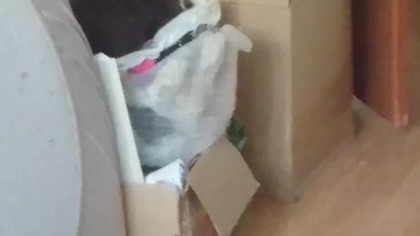 Królik kaskader na melinie