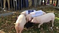 PO i PIS walczą zaciekle pod sejmem!