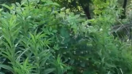 Ogródek w środku miasta.  #autostop #travelvlog #travel #podróże #vlog #ukraine